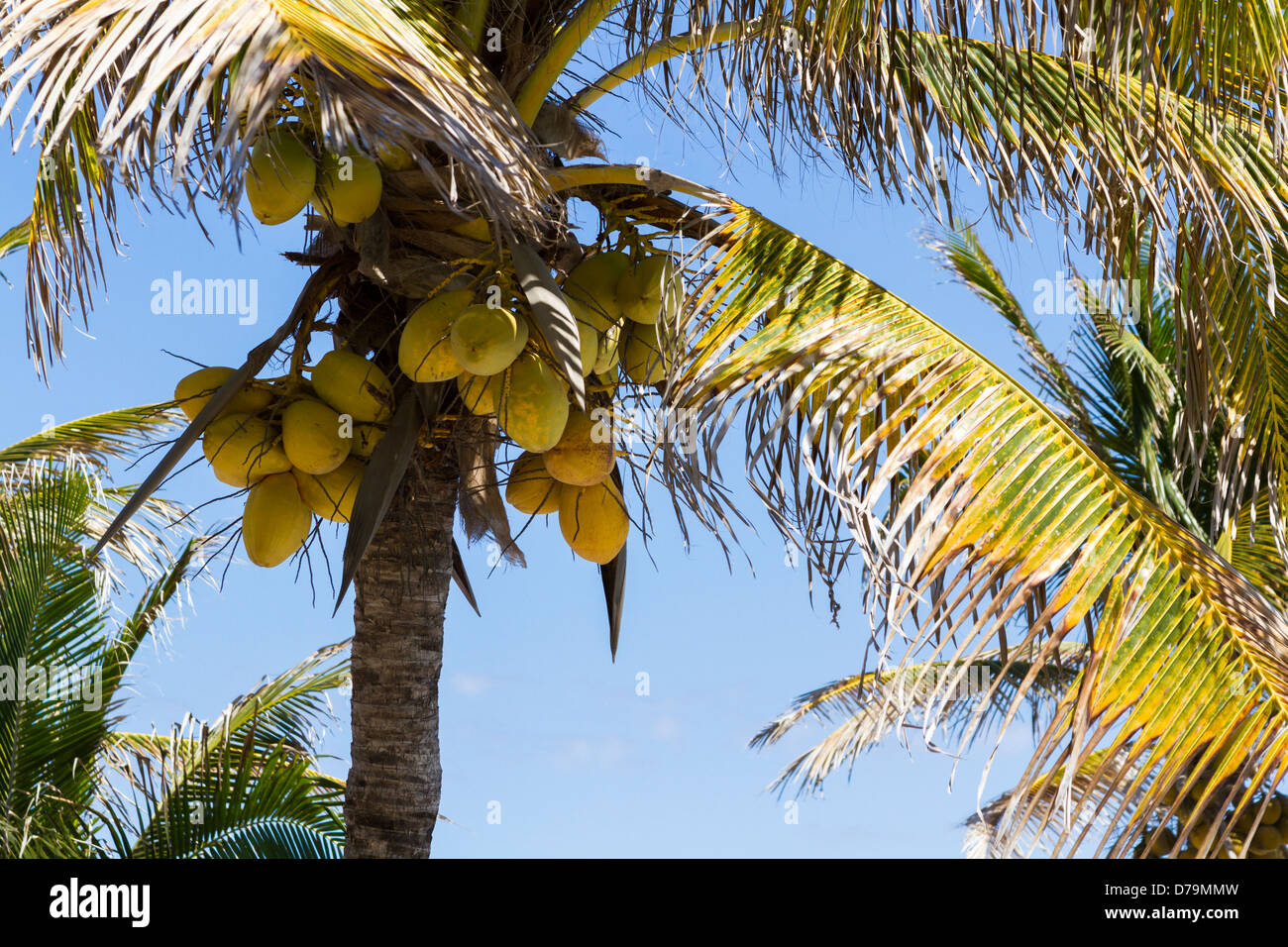 Coconut tree in tropical climate Stock Photo - Alamy
