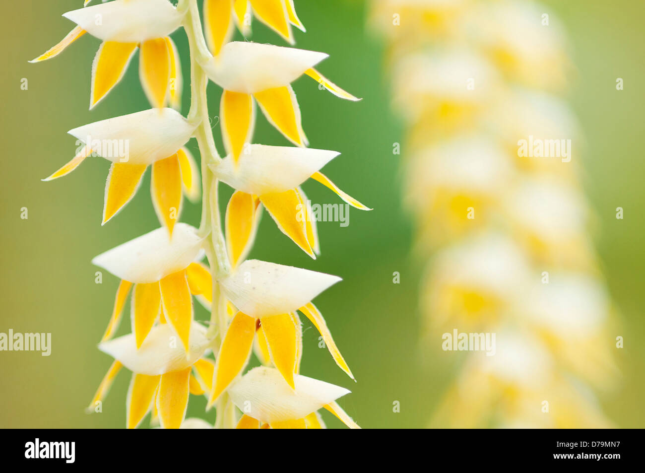 Close cropped view of cluster of white and yellow flowers of Dendrochilium cobbianum orchid growing from central stem. Stock Photo