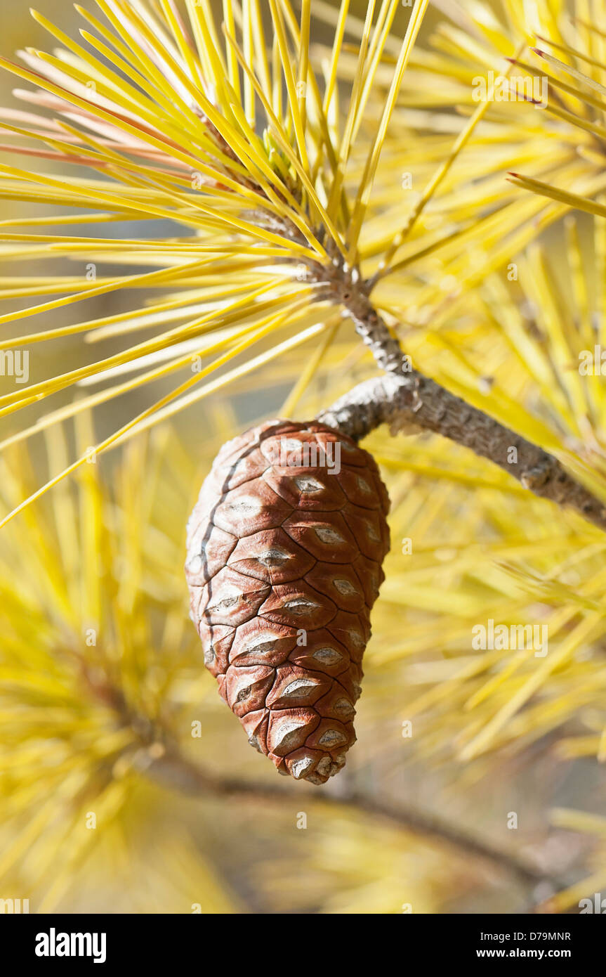 Greece, Brown pine cone and yellow needles of Pinus attenuata growing on a conifer tree. Stock Photo