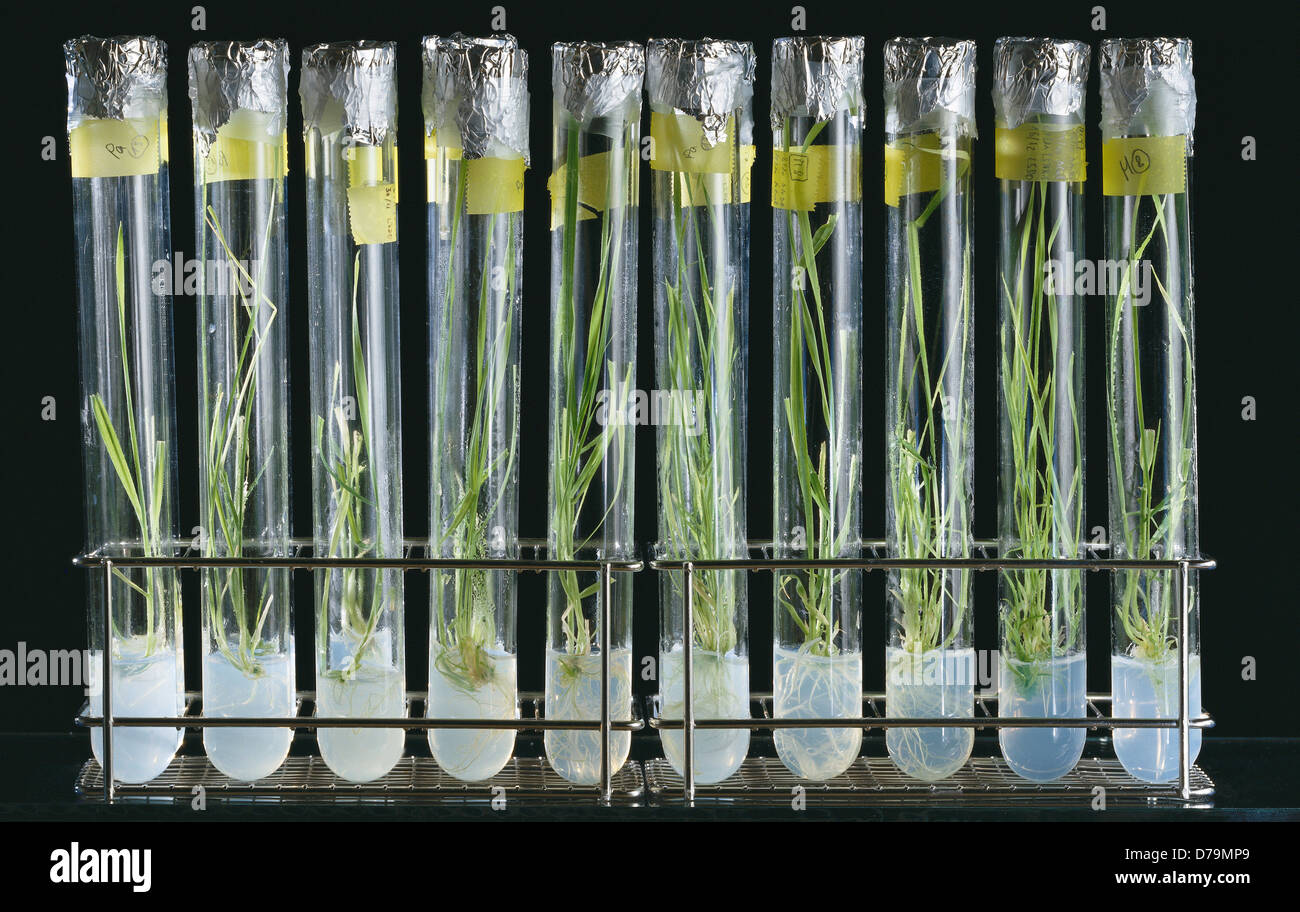 Cereal plants growing tissue culture in test tubes Stock Photo Alamy