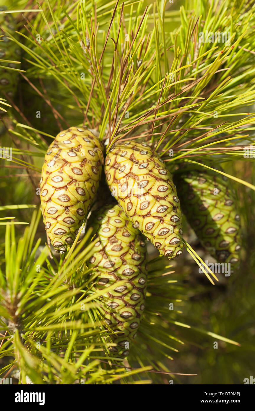 Greece, Green and yellow pine cones and needles of Pinus attenuata growing on a conifer tree. Stock Photo
