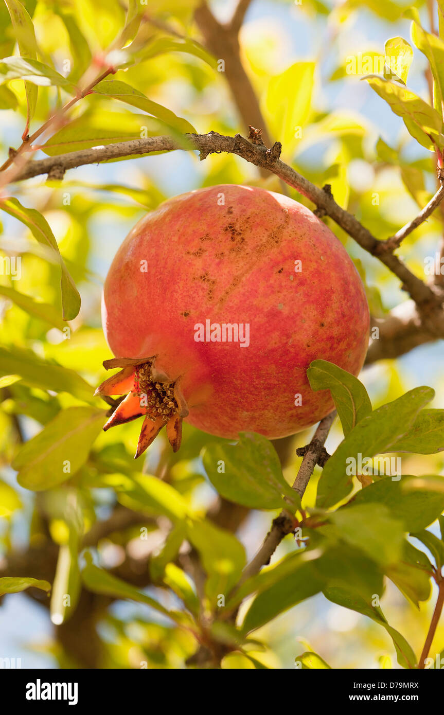 Greece. Fruit of Pomegranate, Punica granatum, growing from tree. Stock Photo