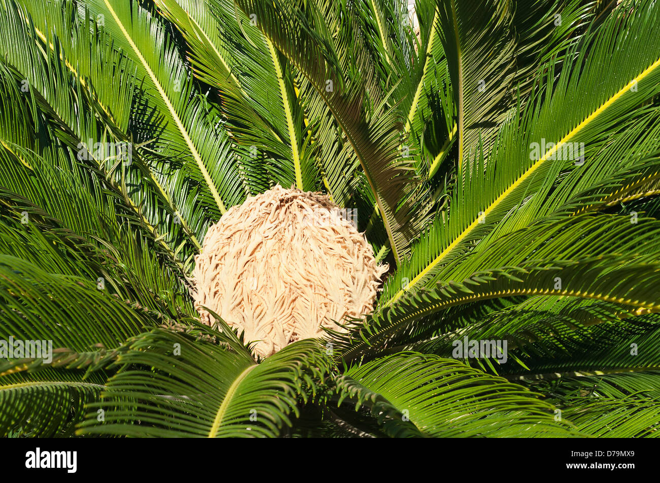 Greece, Flower of female Sago palm, Cycas revoluta, encircled by glossy dark green foliage. Stock Photo