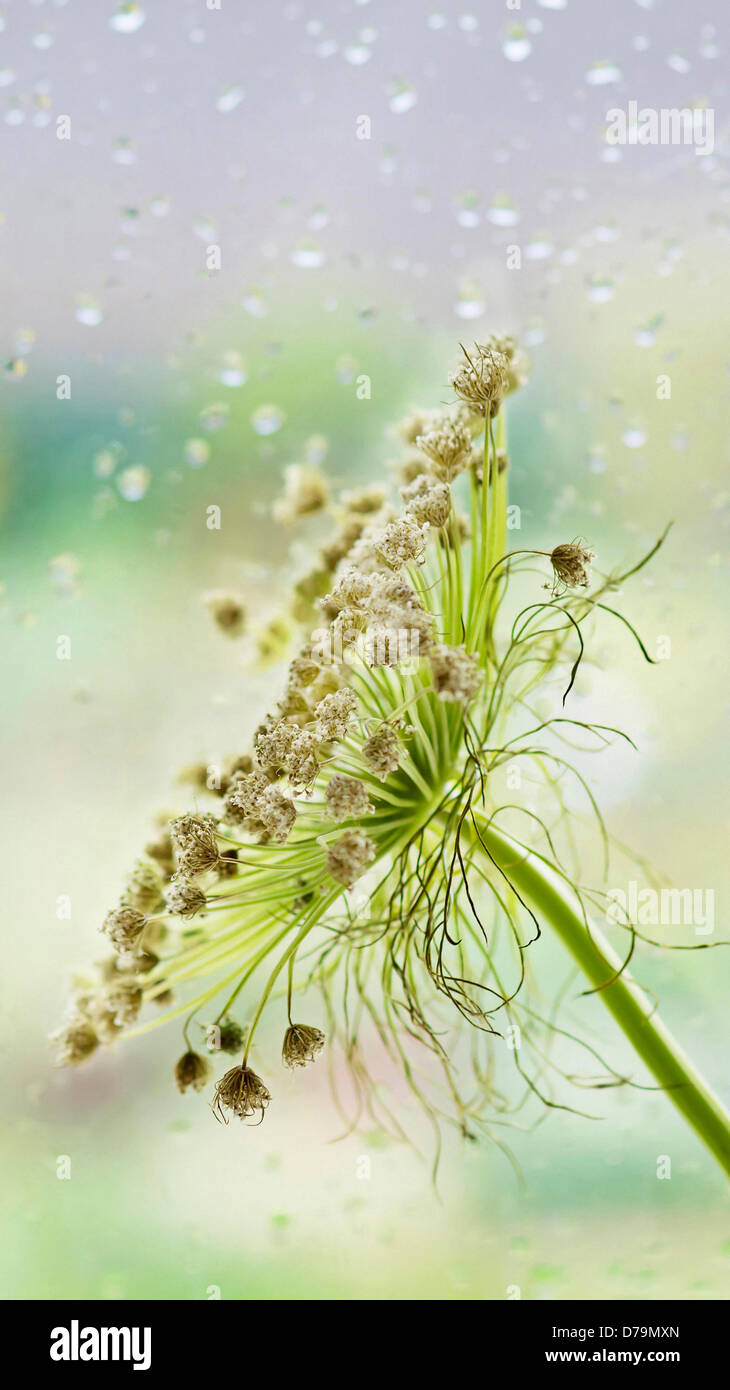 Ammi majus, Bishops weed, Branched umbel of faded, brown flowers against pane of glass with pattern of raindrops. Stock Photo