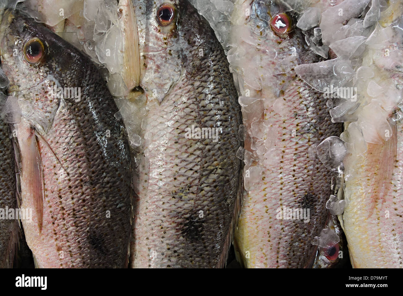 Corvina (similar to Sea bass) fish at the main fish market in Panama