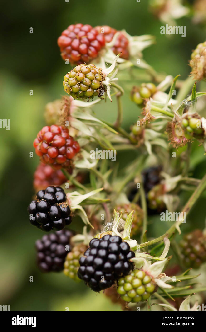 Blackberry fruit, Rubus fruticosus in various stages of ripeness and colours of green, red and