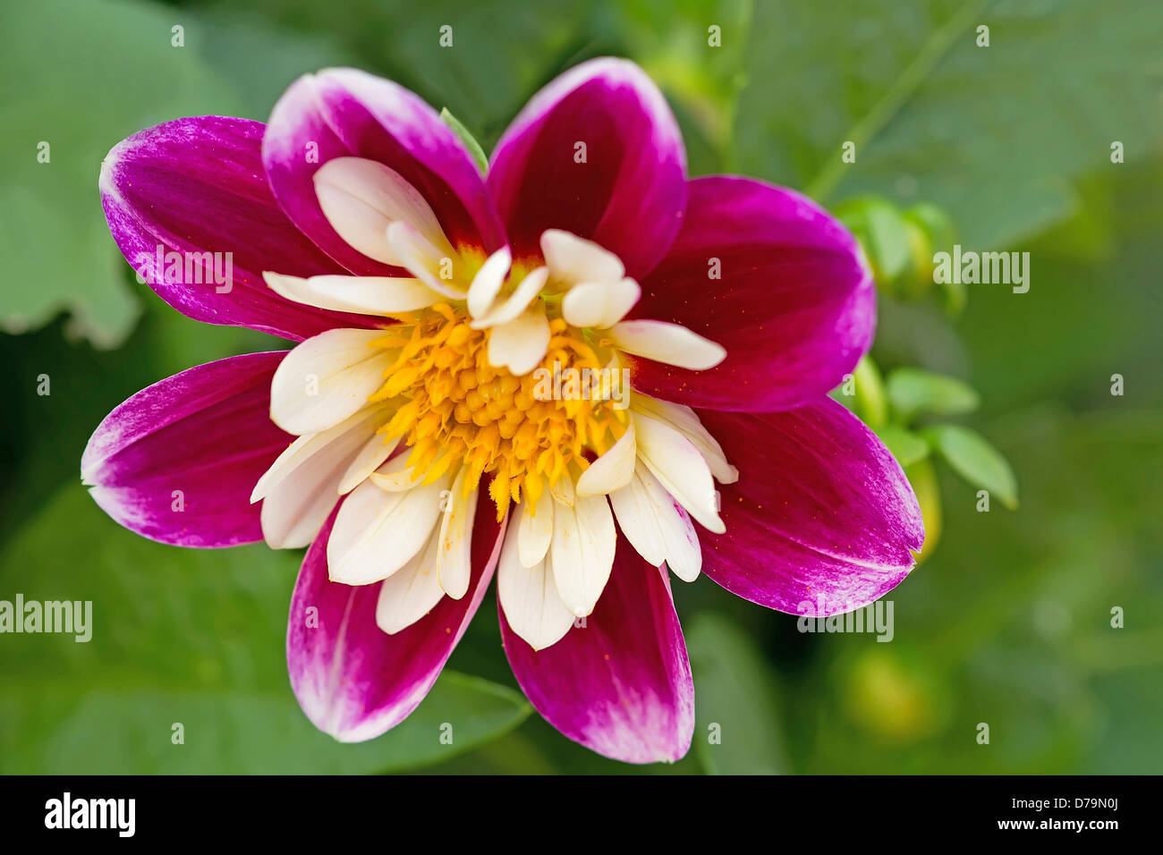 Collarette Dahlia cultivar flower with yellow centre surrounded by cream petals, surrounded by larger outer petals of dark pink. Stock Photo
