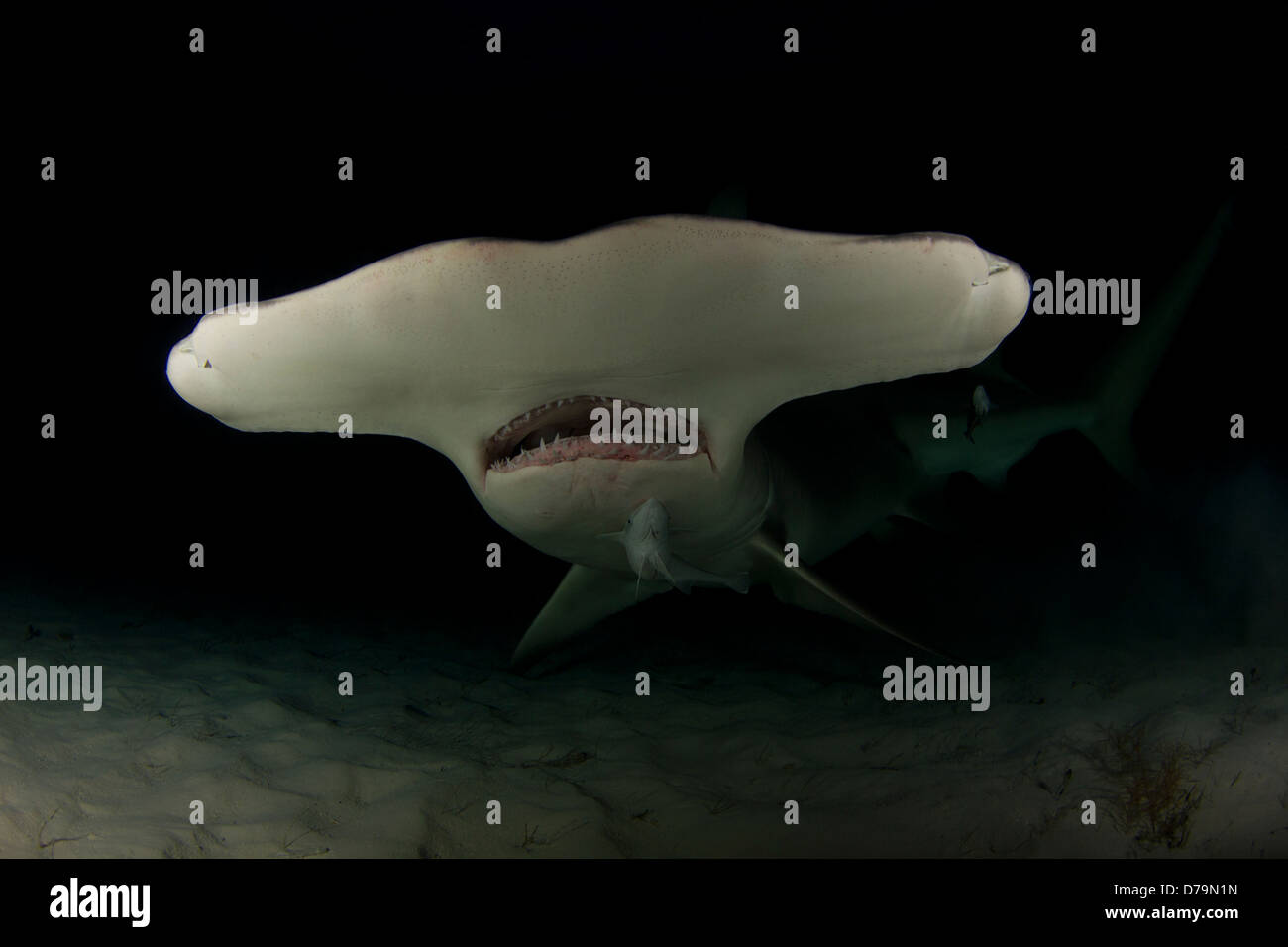 Great Hammerhead at Nigh Stock Photo Alamy