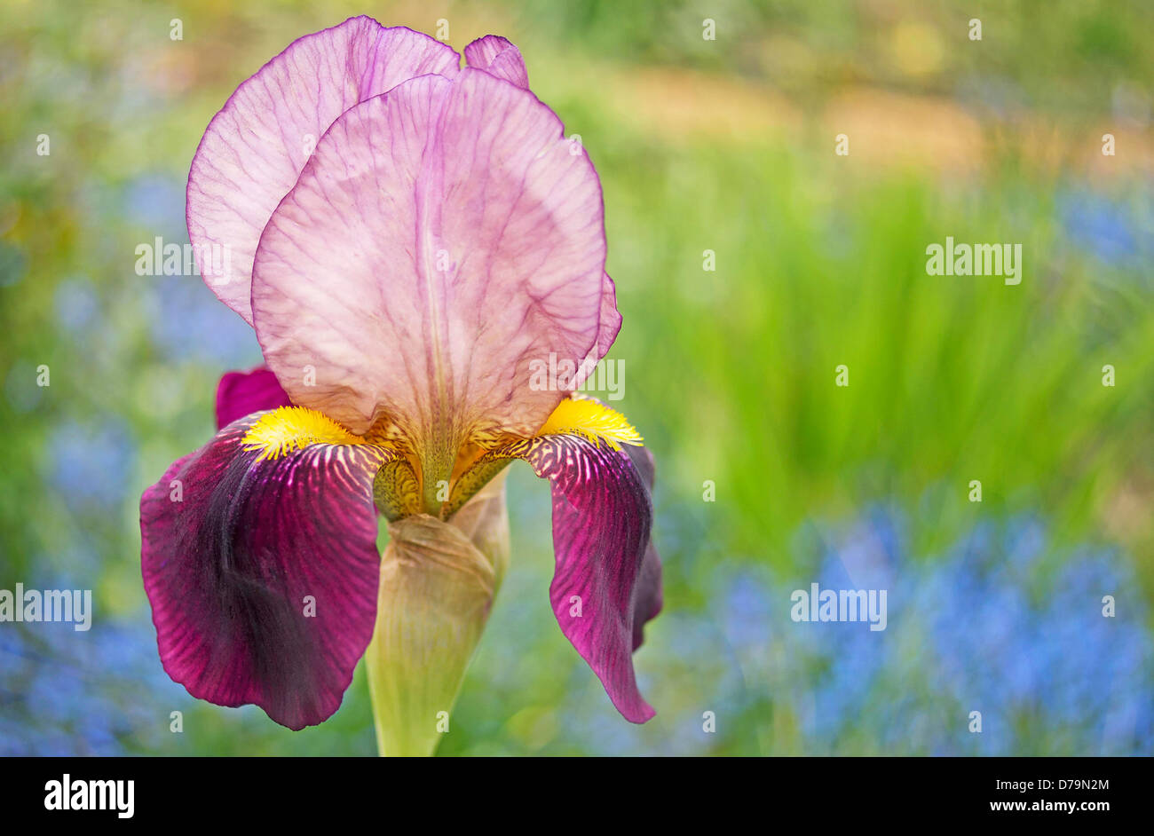 Bearded iris, Single flower with bright yellow beard extending along centre of purple pendent petal or fall. Stock Photo