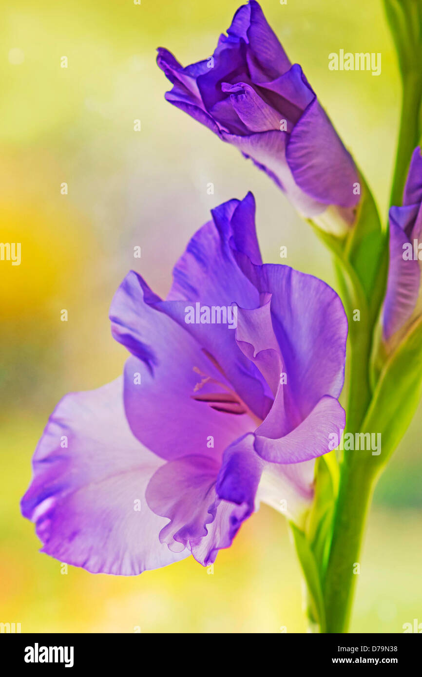 Funnel shaped purple flower of Gladiolus cultivar with others unfurling above. Stock Photo