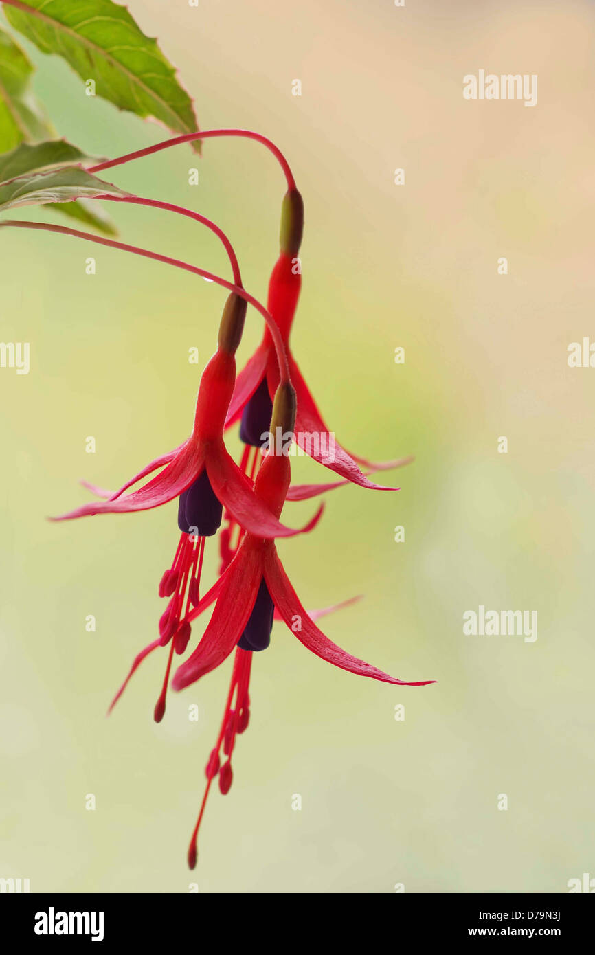 Pendent blossoms of Fuchsia magellanica with purple petals and red sepals. Stock Photo