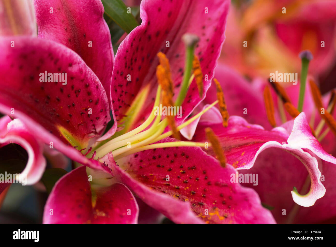 Star Gazer Lily Stamen Hi Res Stock Photography And Images Alamy