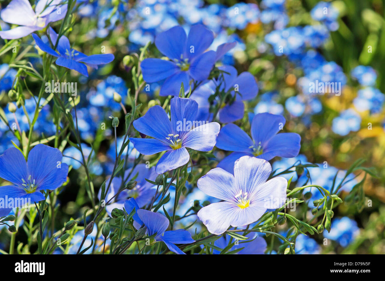Small, blue flowers of Perennial flax, Linum perenne. Stock Photo