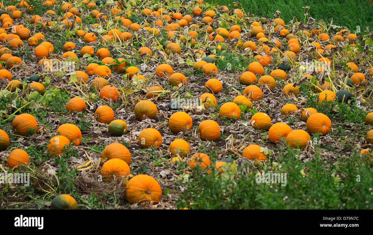 Harvested pumpkins, Cucurbita maxima, laid outside to cure and harden before storing. Stock Photo