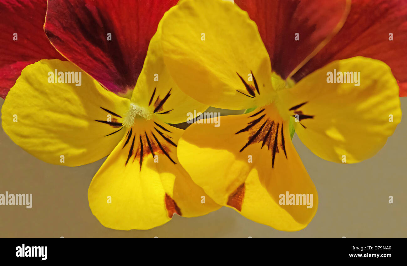Two flowers of Viola cultivar, bi-coloured yellow and red pansy. Stock Photo