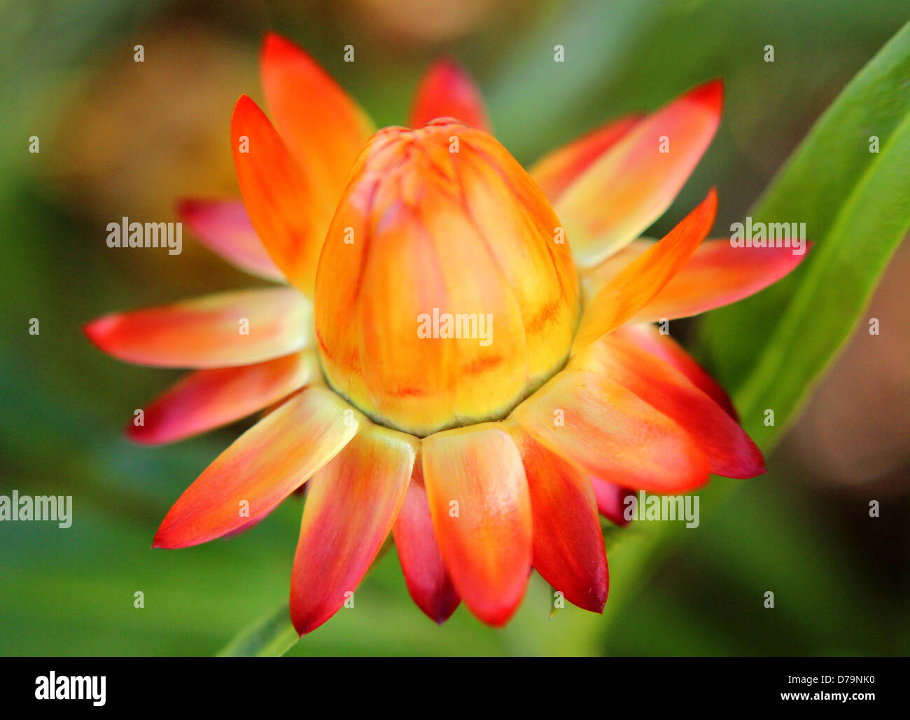 Closeup of orange straw flower Stock Photo Alamy