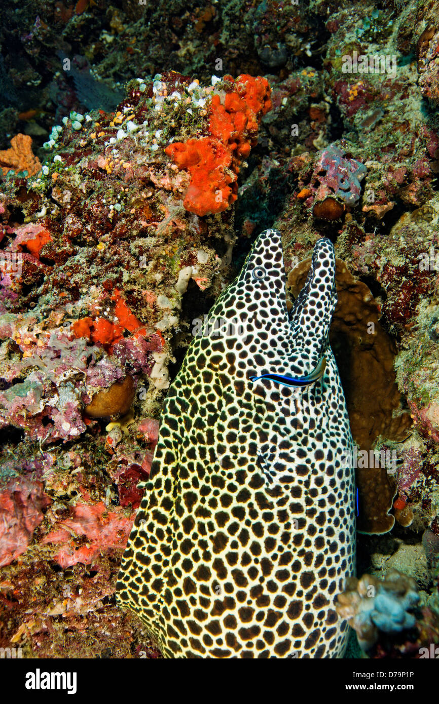 Close up Honeycomb Moray Eel Stock Photo Alamy Close up Honeycomb Moray Eel Stock Photo Alamy