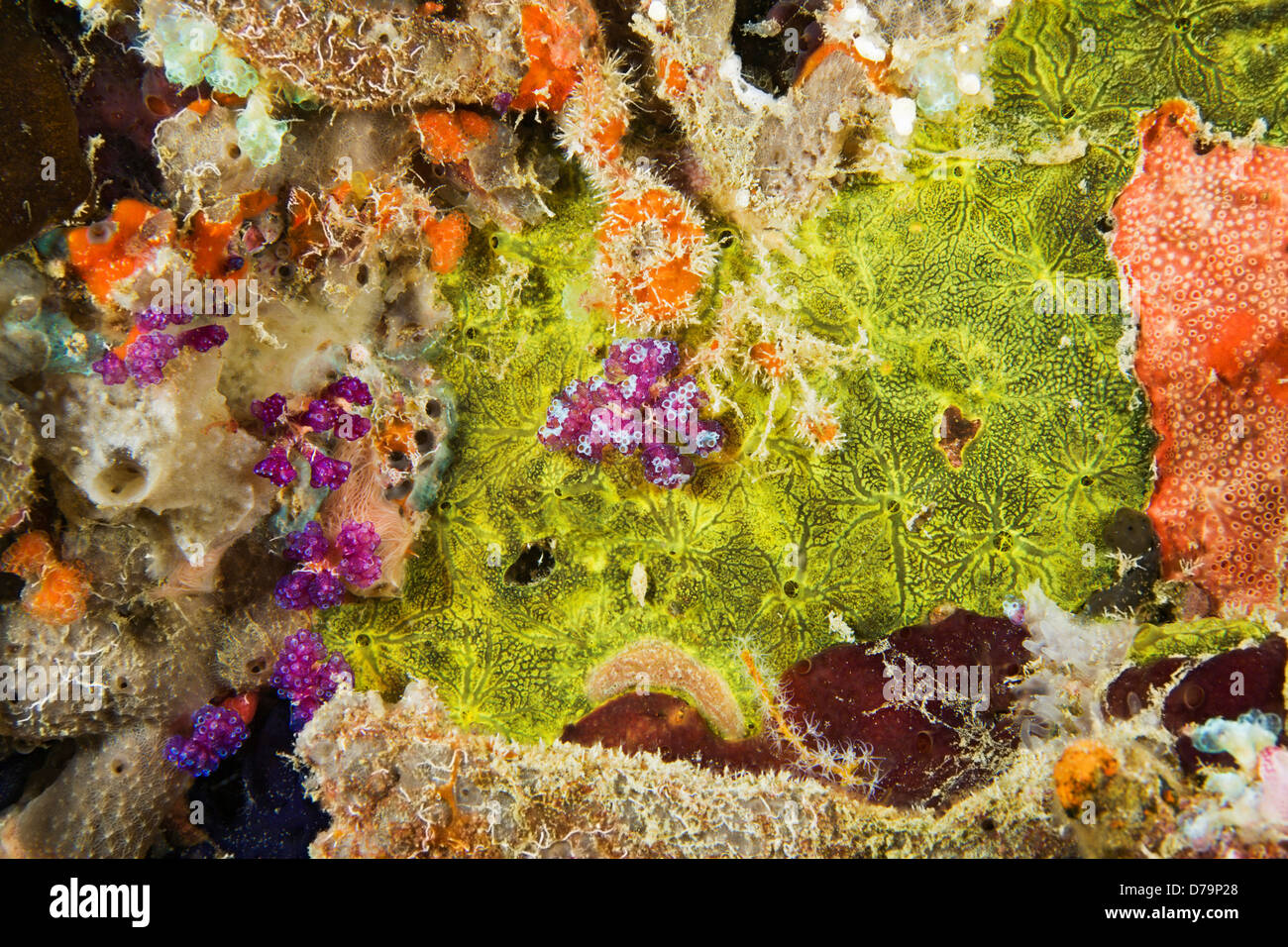 Closeup Sponges Corals Tunicates Stock Photo Alamy