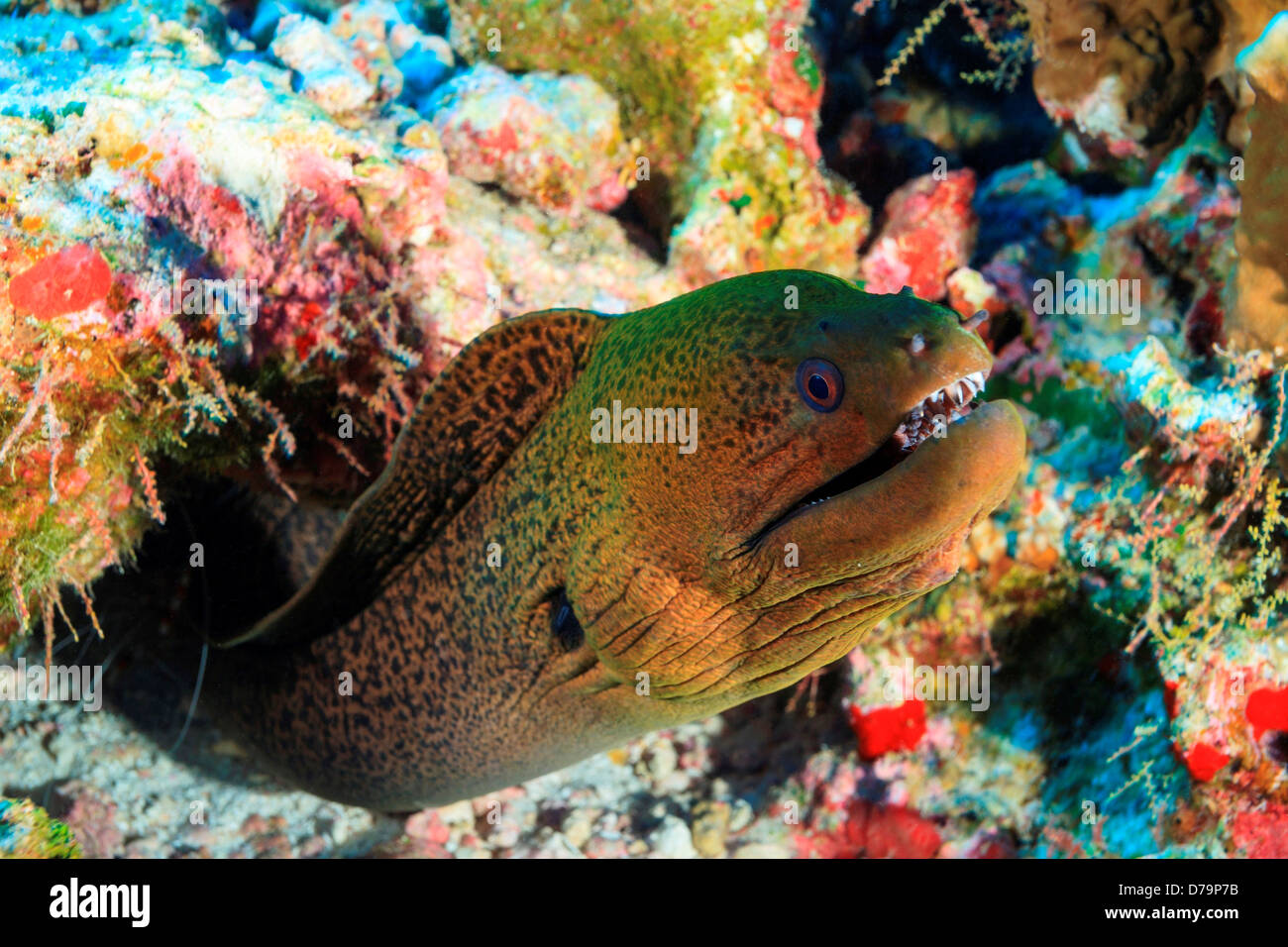 Green Moray Eel Gymnothorax sp. Fakarava Island Tuamotus Group French Polynesia South Pacific Stock Photo