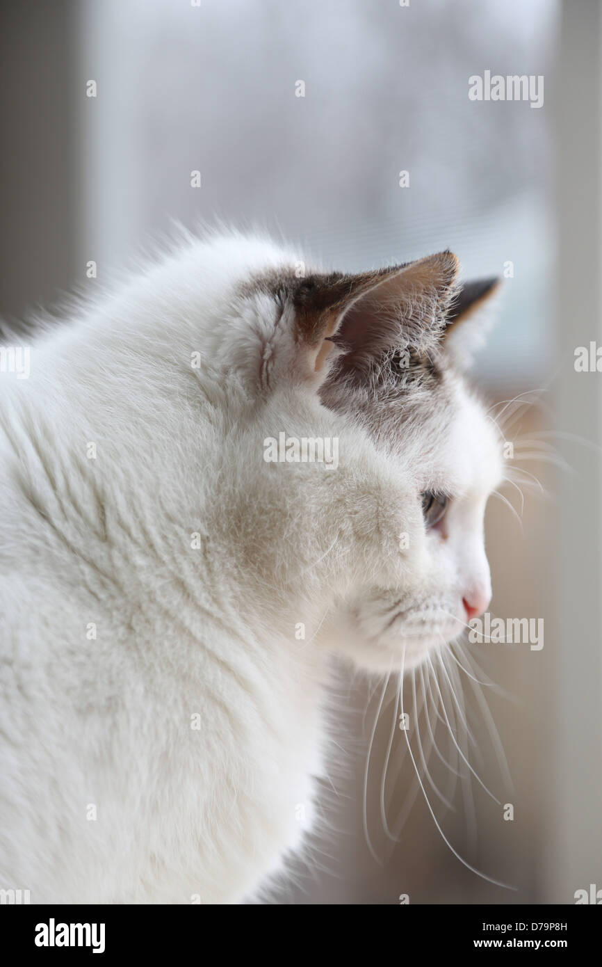 The profile of a pretty cat. Stock Photo