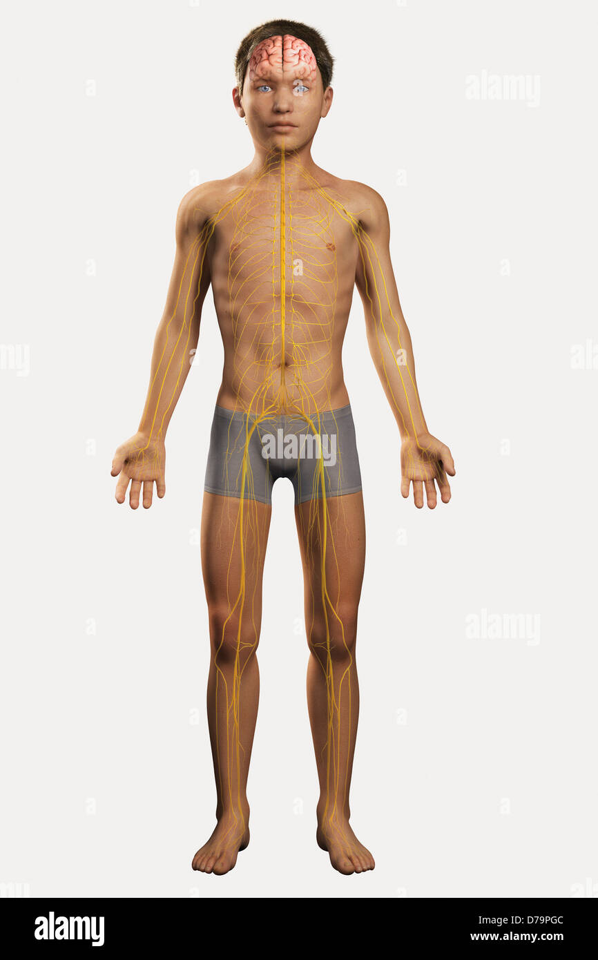 The Nervous System Pre-Adolescent) Stock Photo