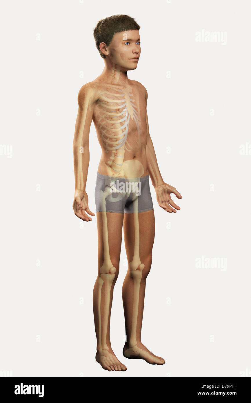 The Bones Within Body Pre-Adolescent) Stock Photo