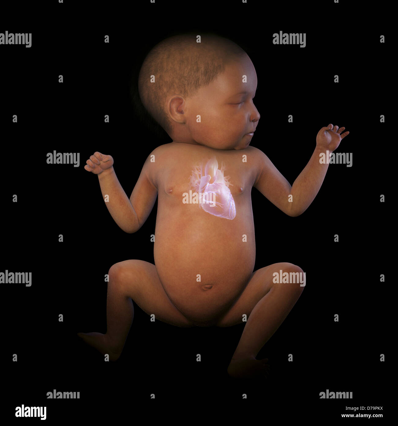 Newborn Anatomy Stock Photo