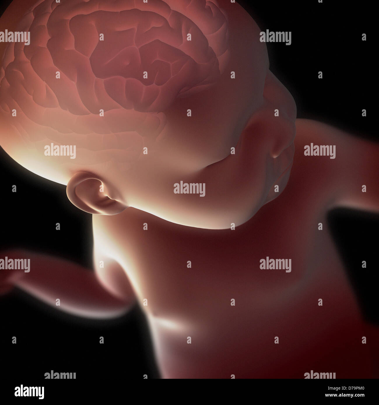 Newborn Anatomy Stock Photo Biology Diagrams