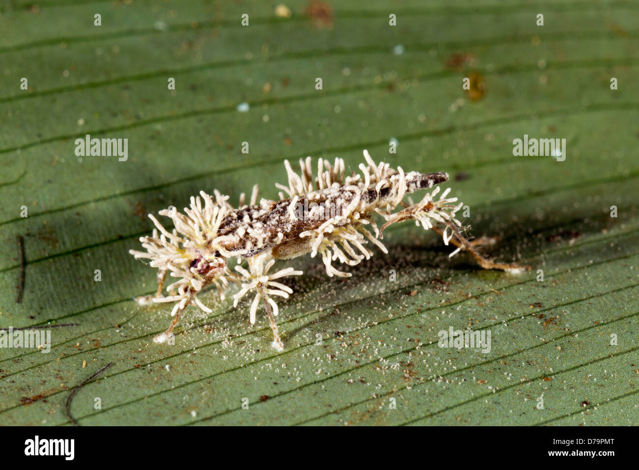 Cricket infected with a Cordyceps fungus in the rainforest, Ecuador Stock Photo