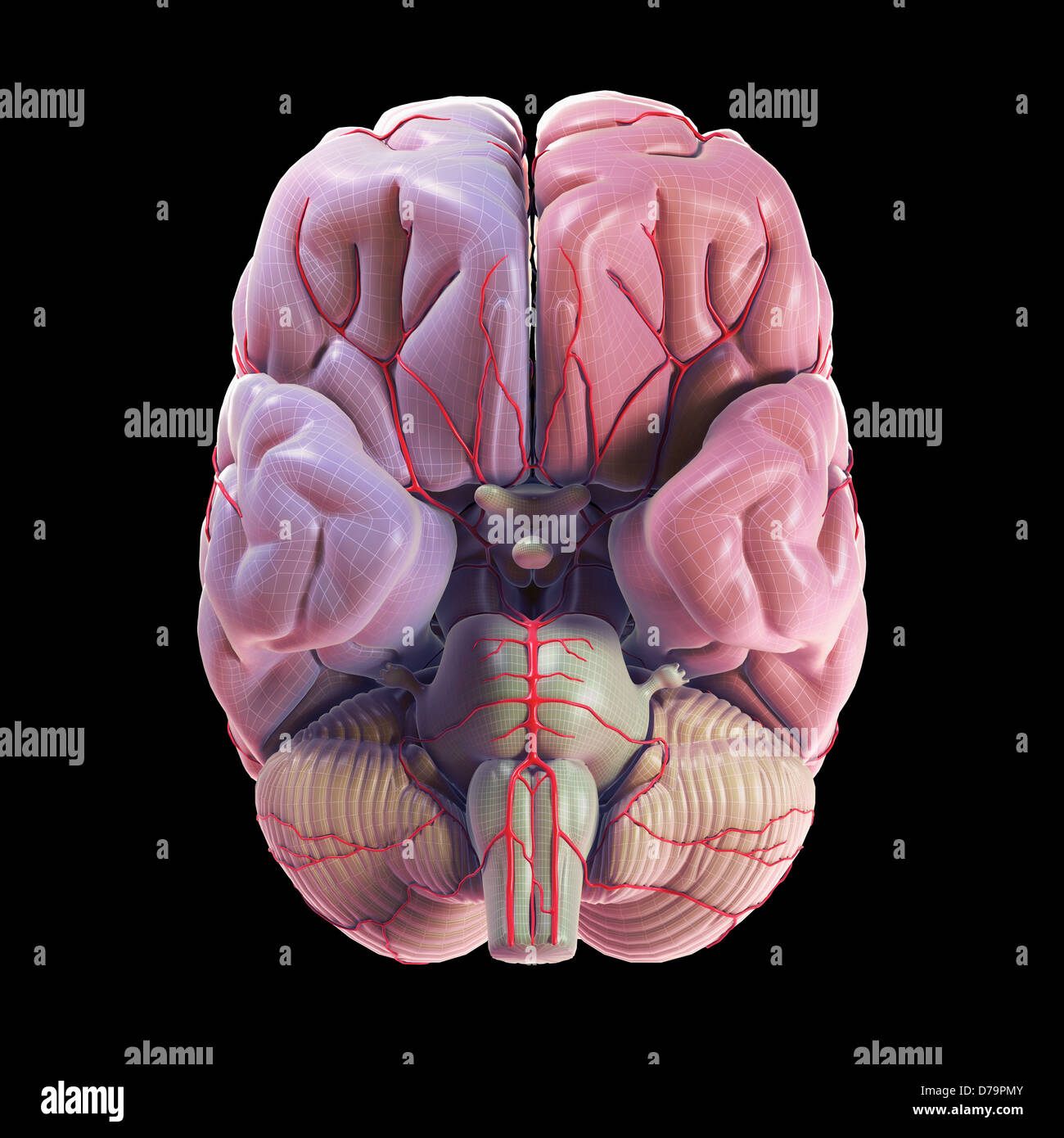 Brain Blood Supply Stock Photo