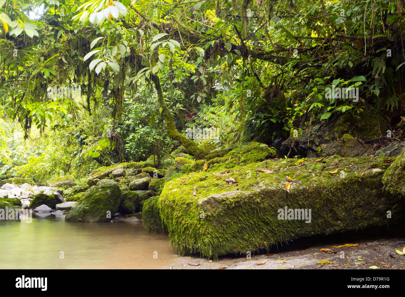 Limestone blocks part of the Hollin Formation beside a rainforest river in the Ecuadorian Amazon Stock Photo