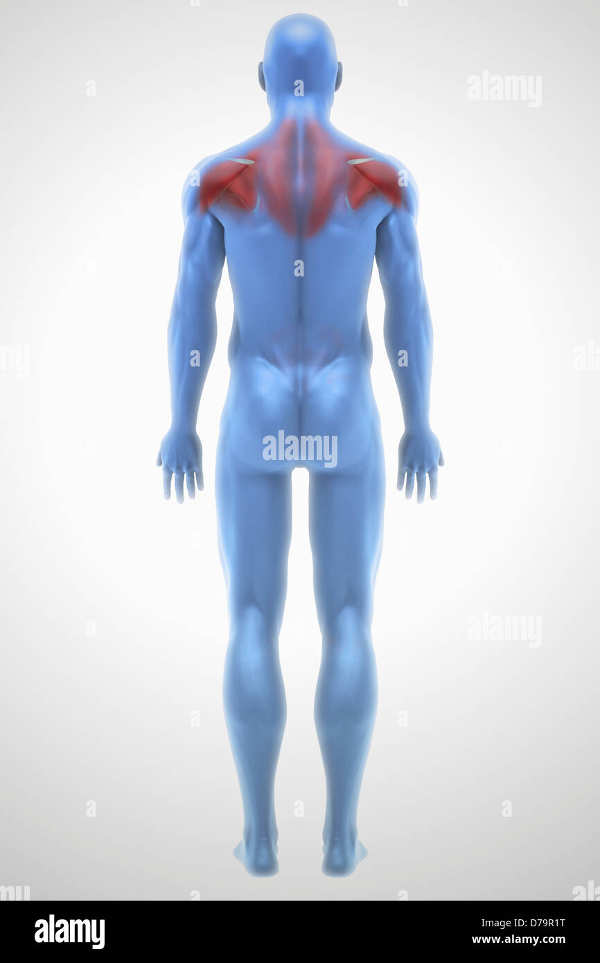 Shoulder muscles anatomy hi-res stock photography and images - Alamy