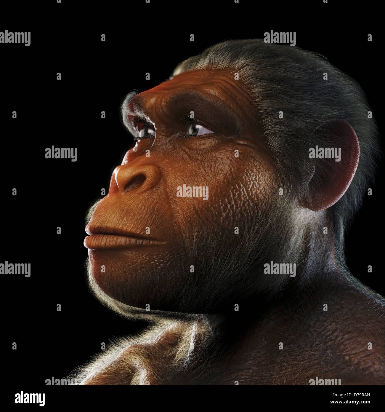 Homo Habilis