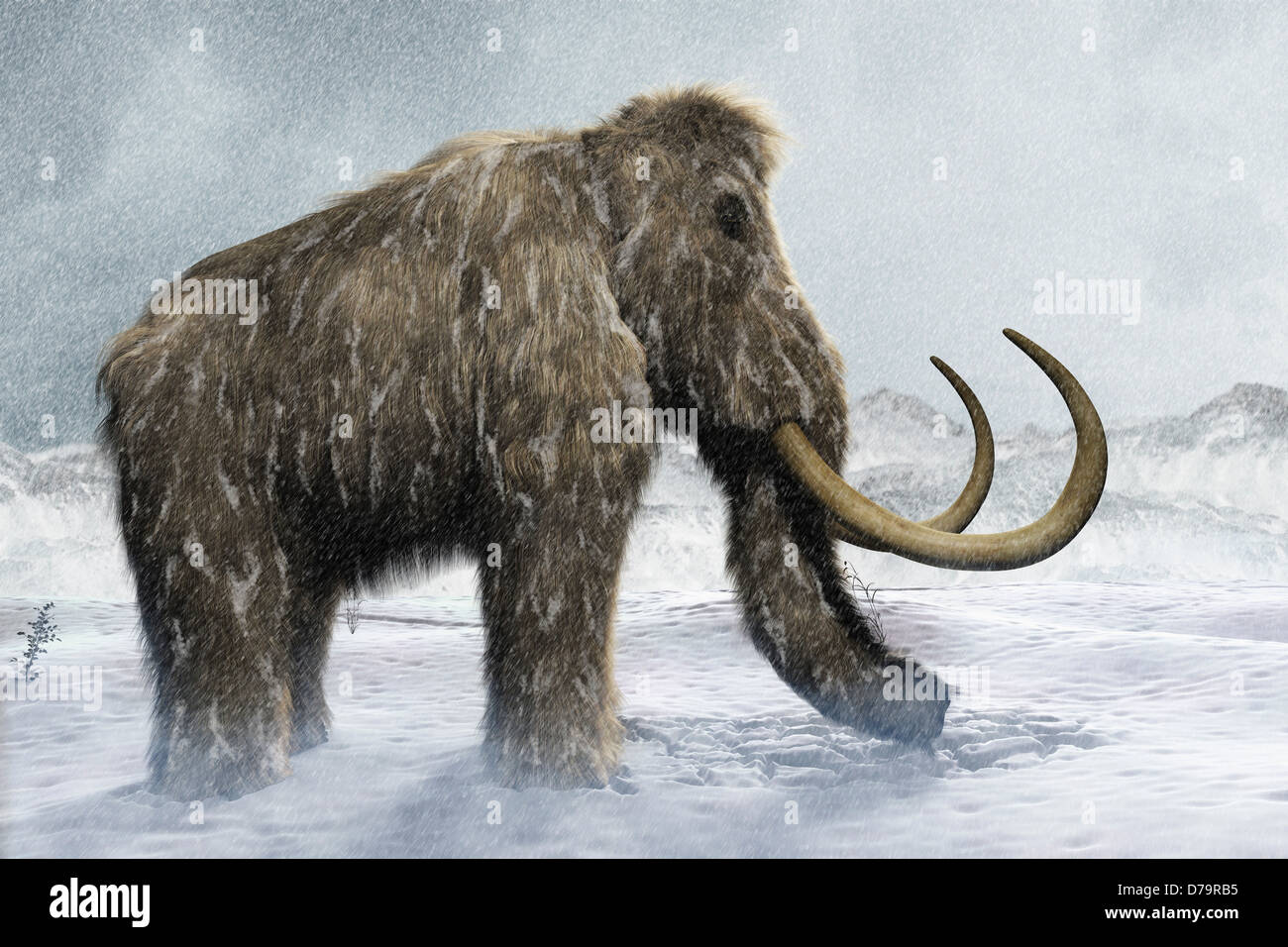 Wooly Mammoth Stock Photo