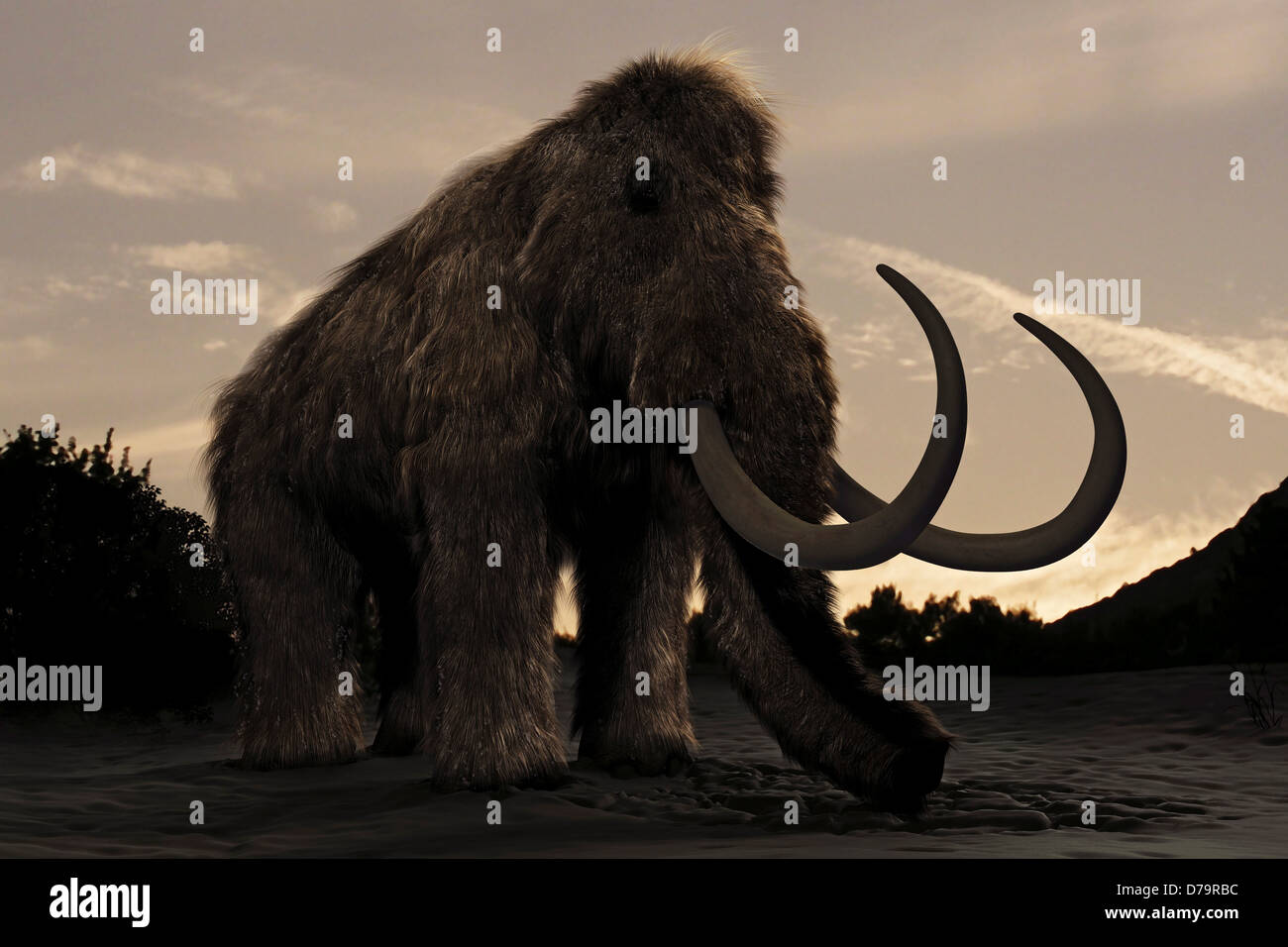 Wooly Mammoth Stock Photo