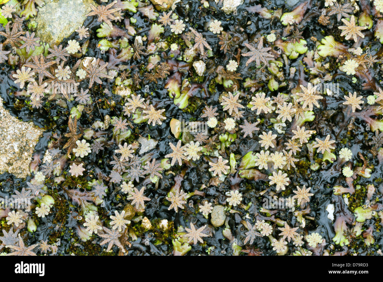 Carpet of Marchantia liverworts with sporocarps on the cloudforest floor in the Ecuadrian Andes. Stock Photo