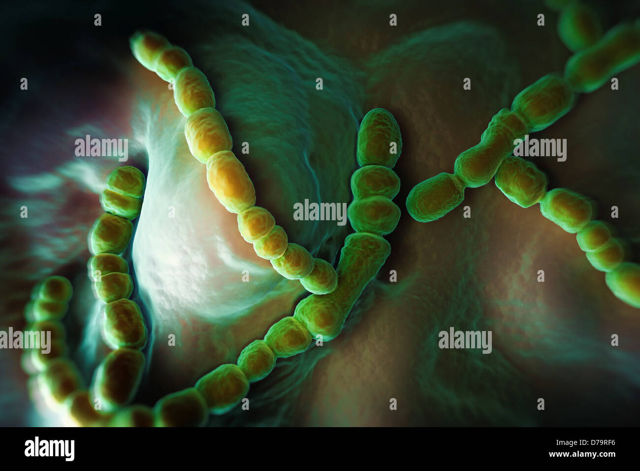 Streptococcus pneumoniae hi-res stock photography and images - Alamy