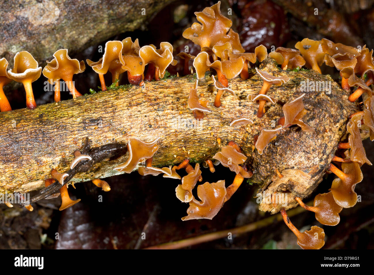 Fungus, Dacryopinax sp. on a rotting log in the rainforest, Ecuador Stock Photo