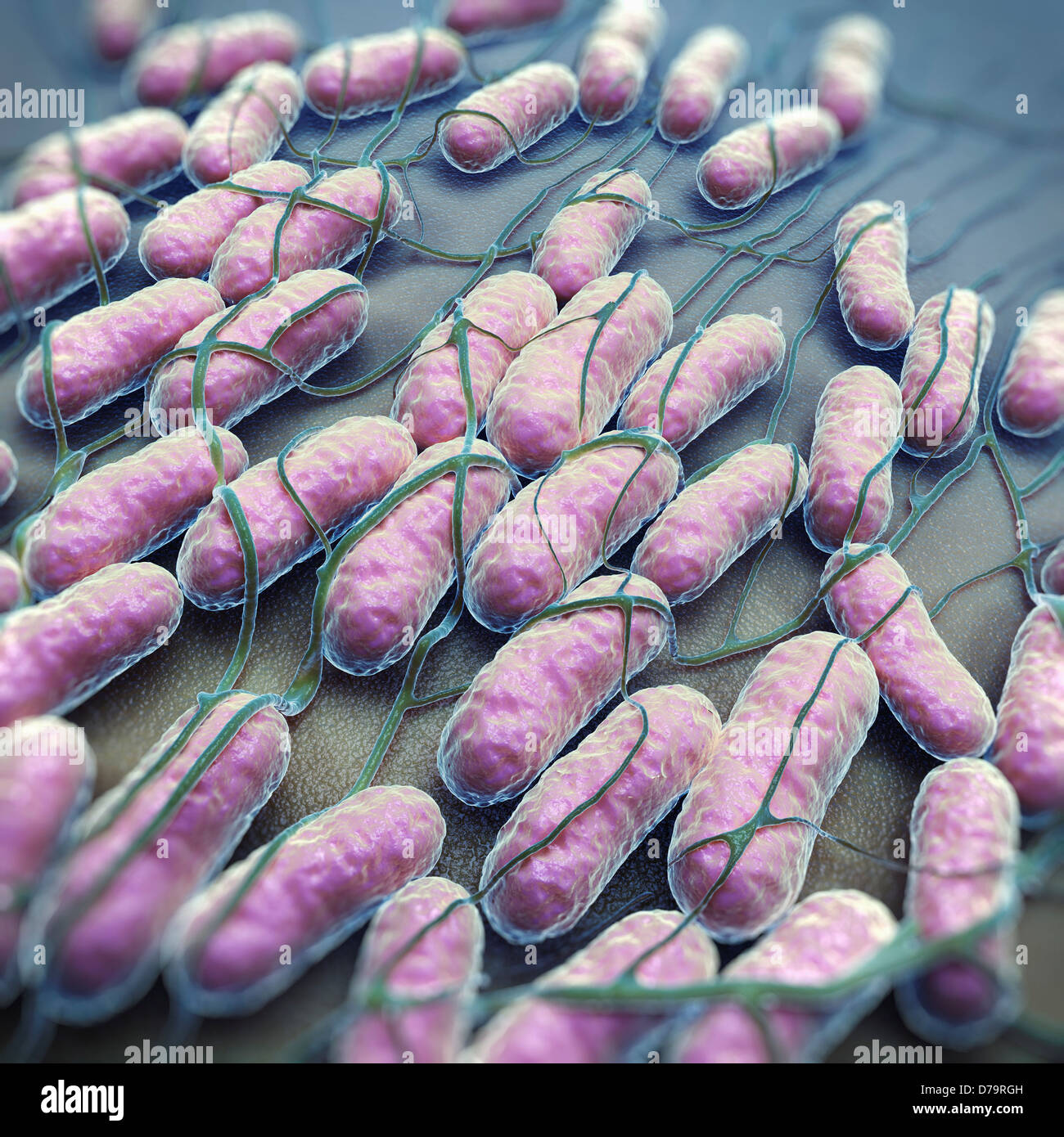 Salmonella Bacteria Stock Photo Alamy