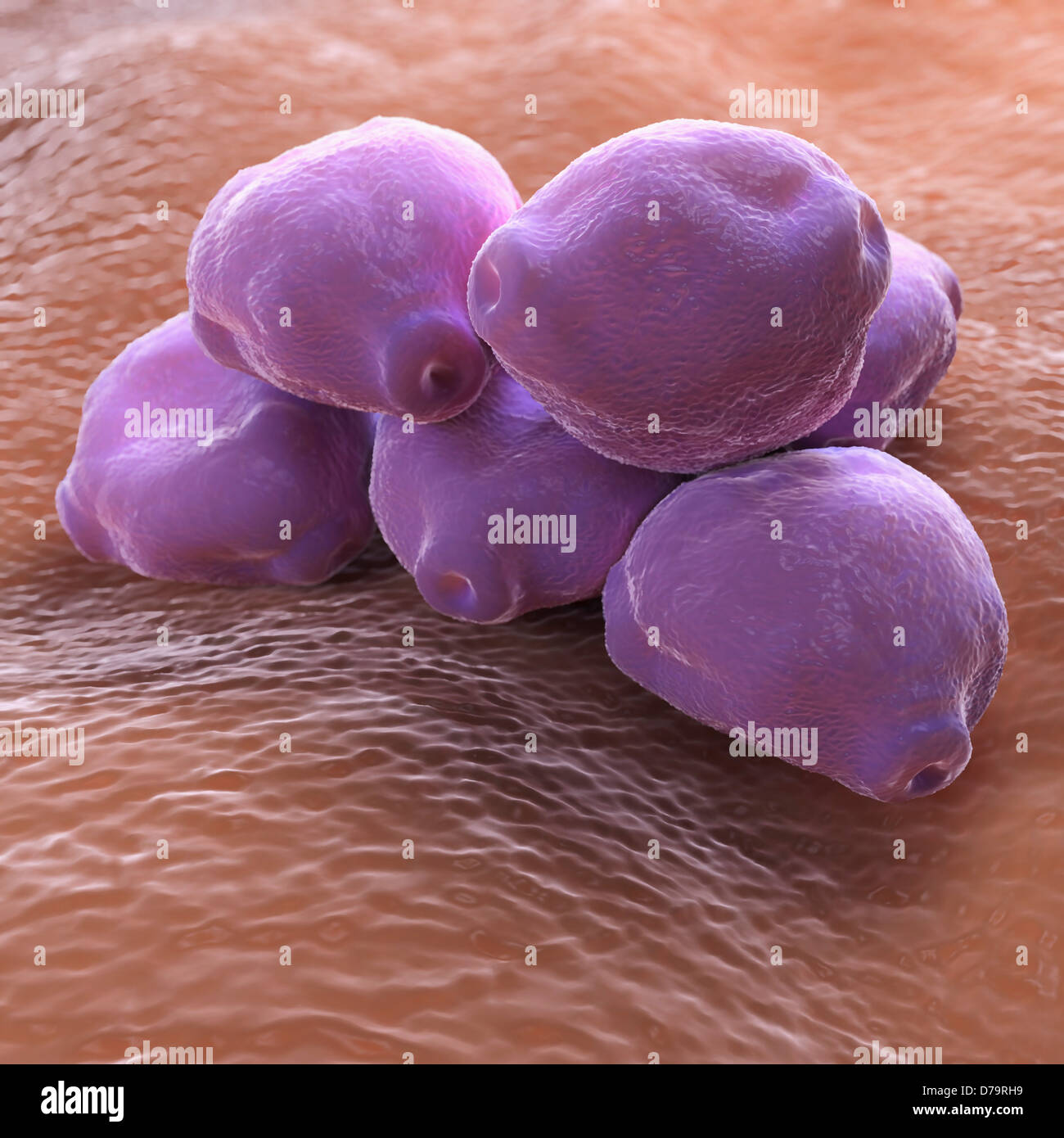 Birch Tree Pollen Stock Photo Alamy