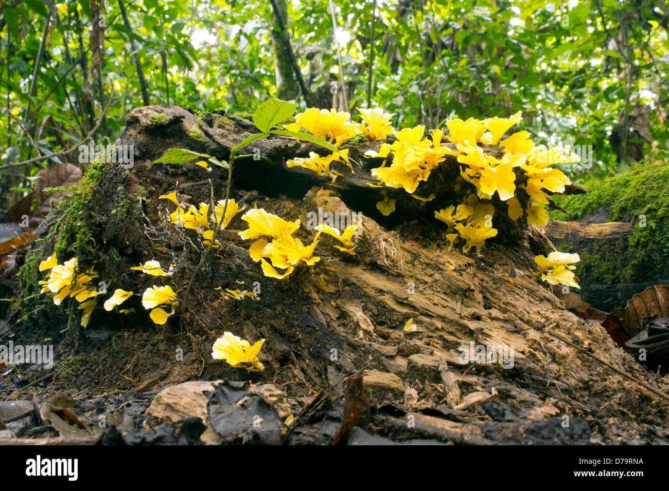 Fungus, Cotylidia aurantiaca, on a rotting log in the rainforest, Ecuador Stock Photo