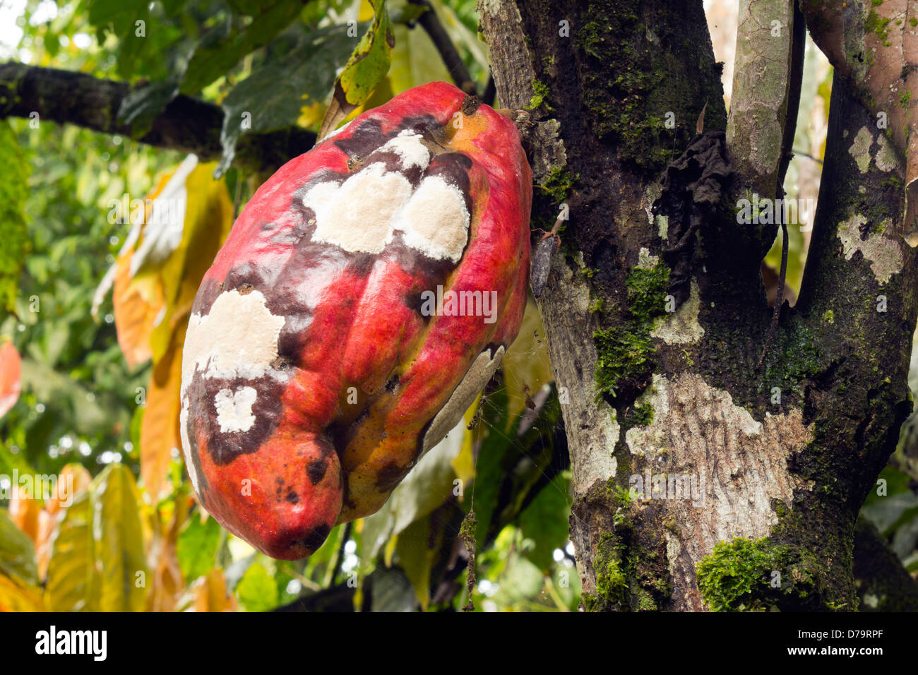 Cocoa pod infected with Frosty Pod Disease caused by the basidiomycete fungus Moniliophthora roreri, Ecuador Stock Photo