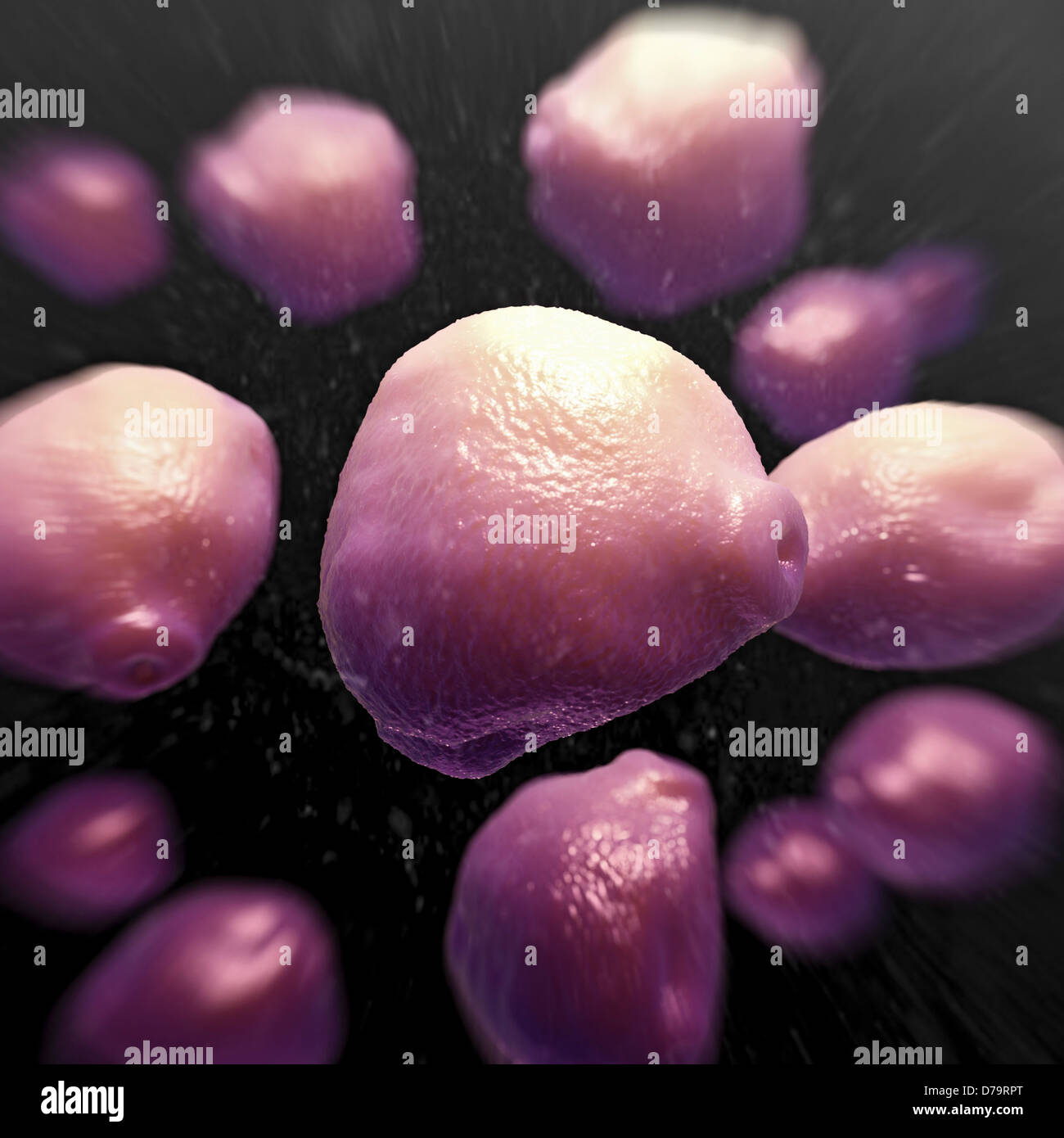 Birch Tree Pollen Stock Photo Alamy