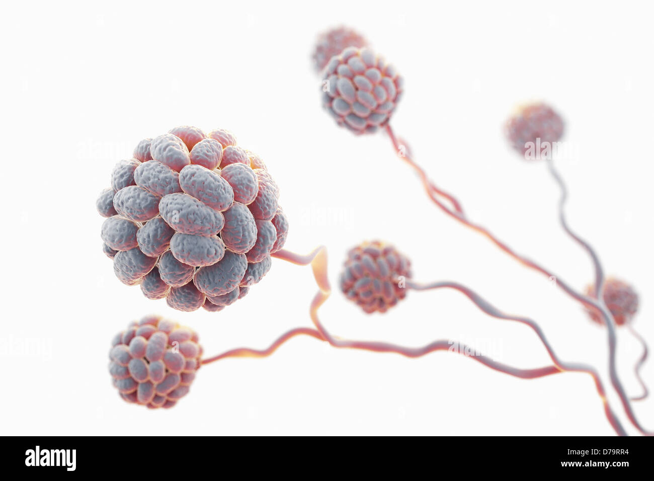 Black Mold Spores Stock Photo Alamy