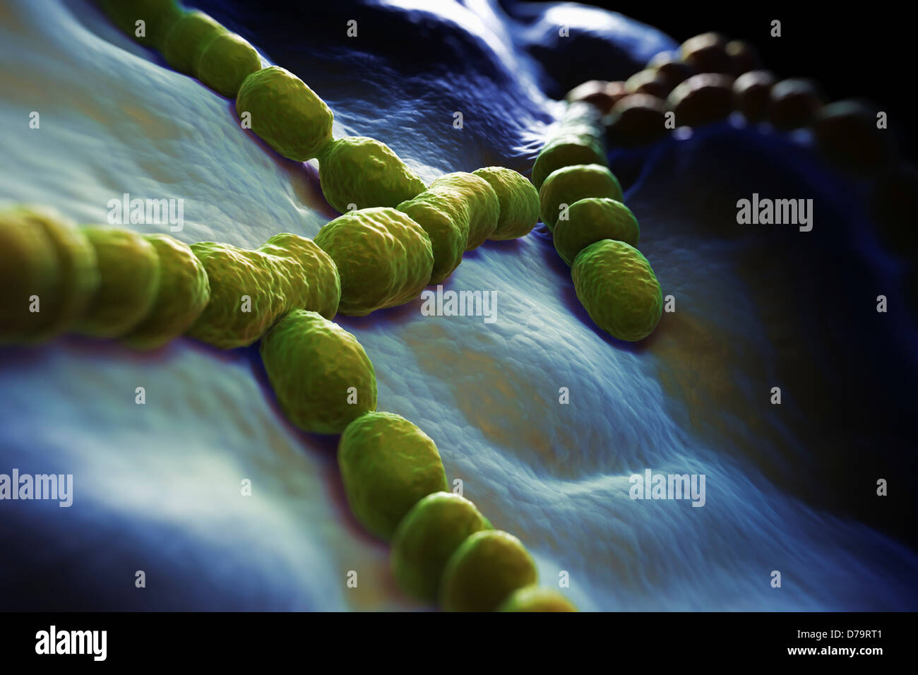 Streptococcus pneumoniae bacteria hi-res stock photography and images ...