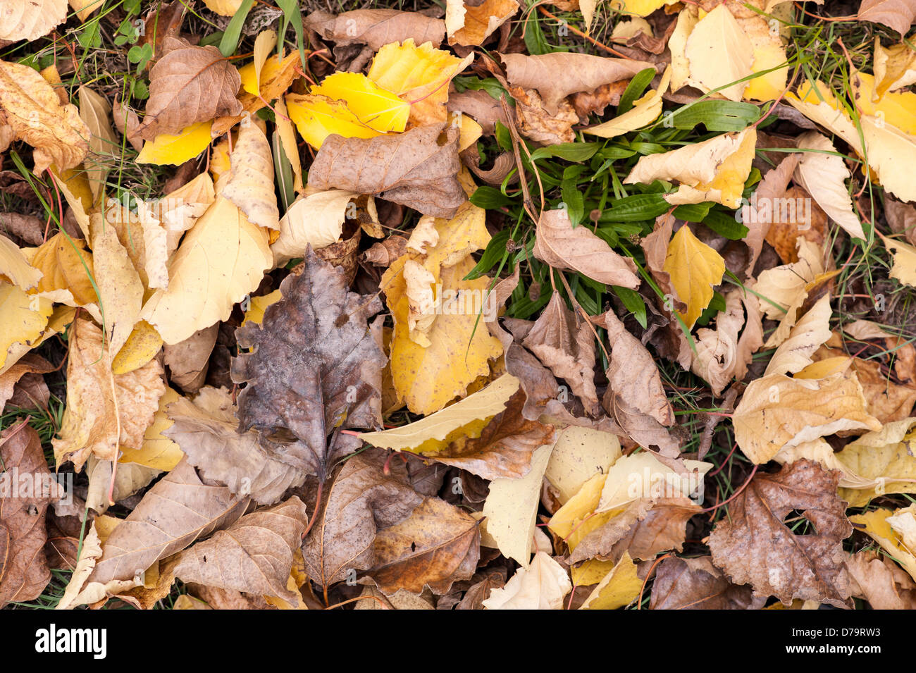 Plants and leaf litter hires stock photography and images Alamy