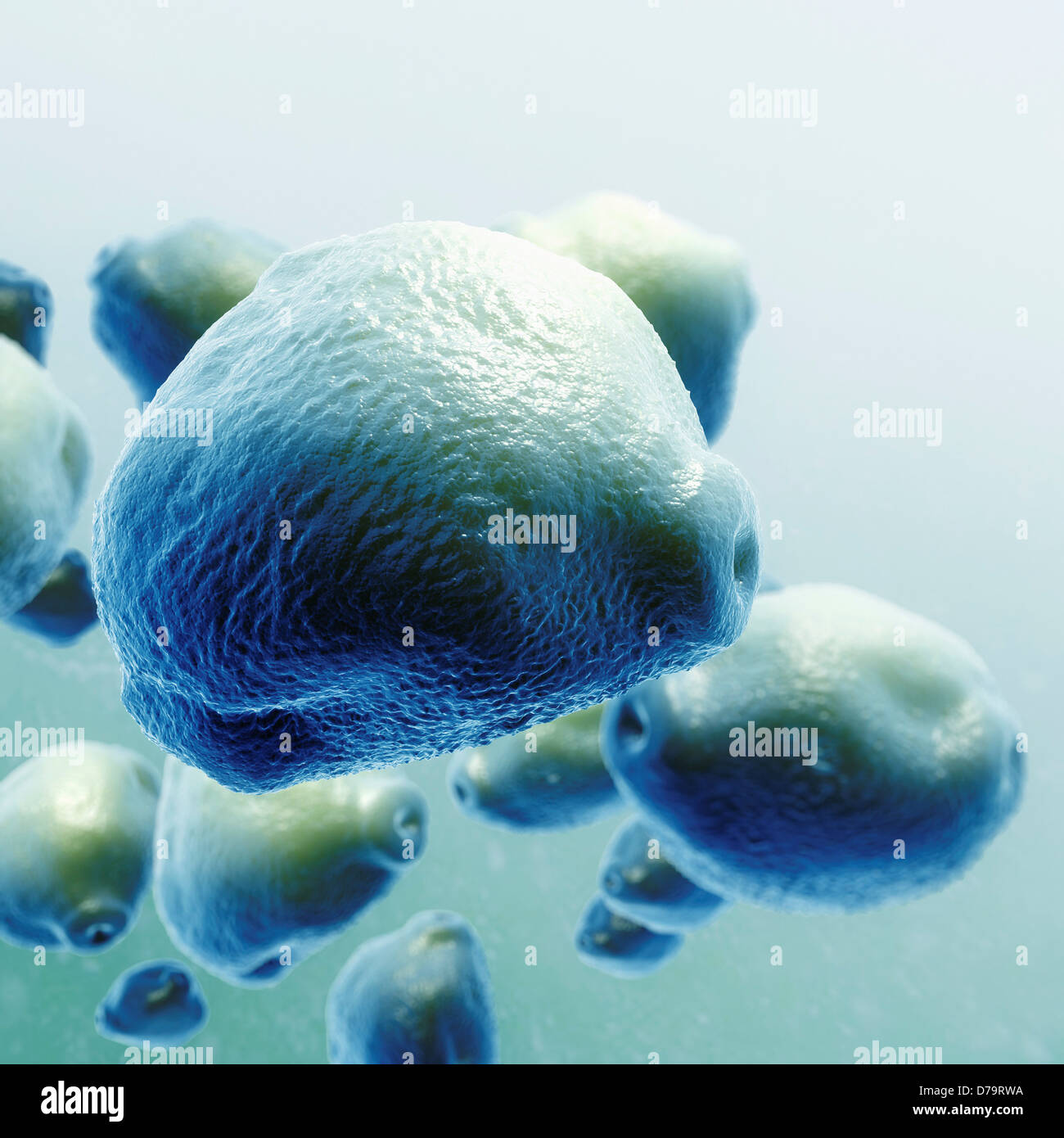 Birch tree pollen hires stock photography and images Alamy