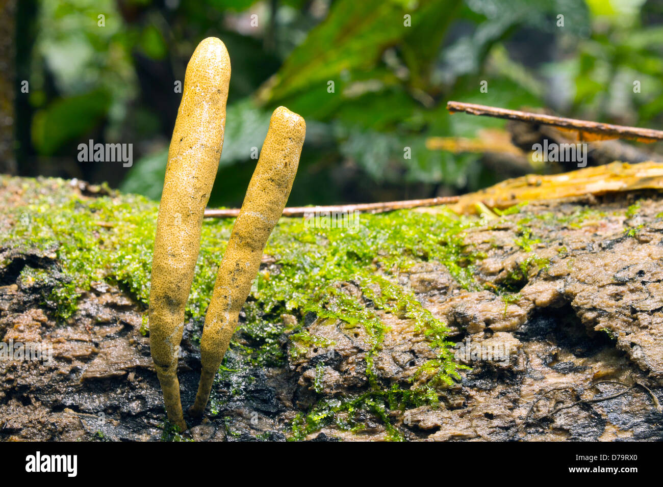 Fungus Xylaria telfairii. The liquid inside this fungus is used for ear ache by the Quichua Indians, in the Ecuadorian Amazon Stock Photo