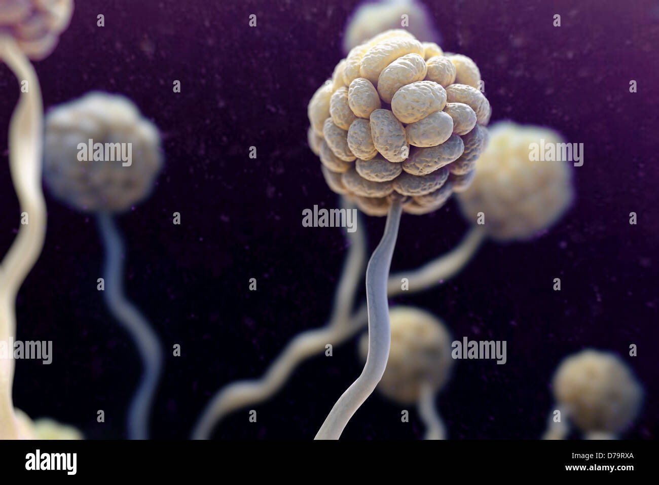 Black Mold Spores Stock Photo Alamy