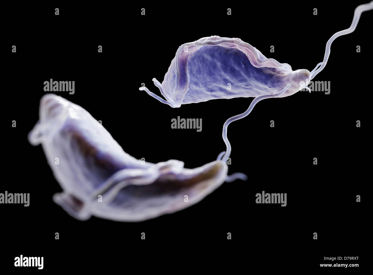 Trichomonas Vaginalis Stock Photo